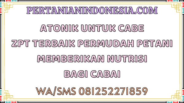 Atonik Untuk Cabe ZPT Terbaik Pemudah Petani Memberikan Nutrisi Bagi Cabai